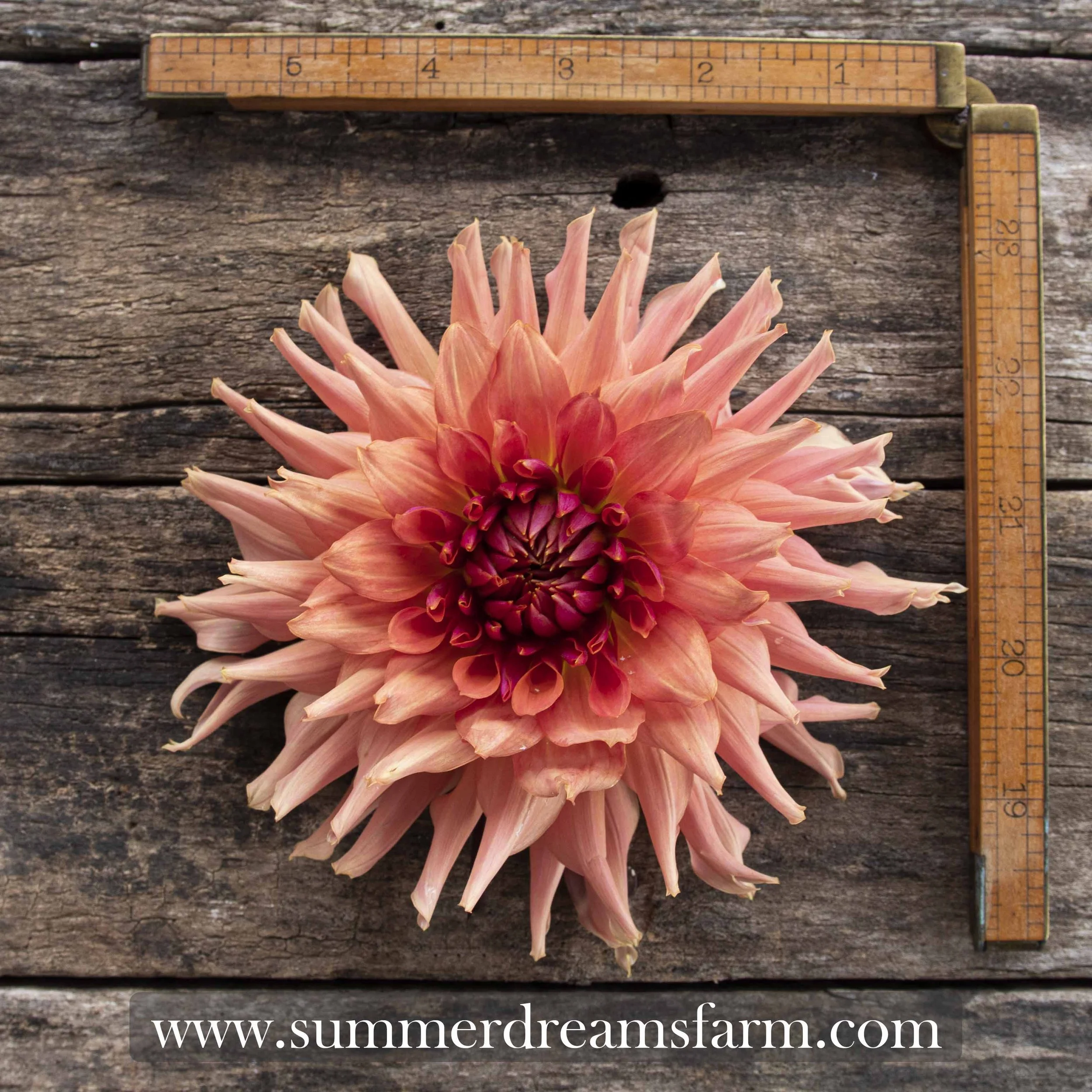 Dahlias by Size - Medium — Dahlia | SummerDreamsFarm